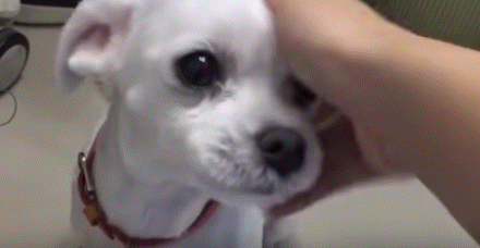 폭염 속 버려진 똘똘이가 모니로 개명한 사연 | 인스티즈