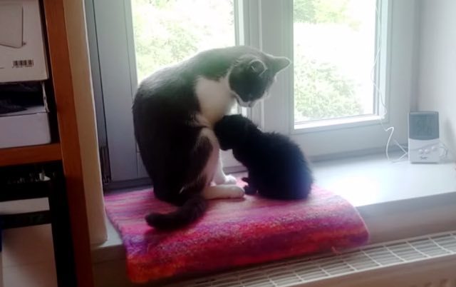 어미고양이와 새끼고양이 | 인스티즈