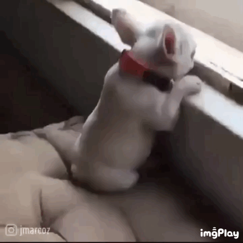 아직 작아서 산책 못가는 애기댕댕이.gif | 인스티즈