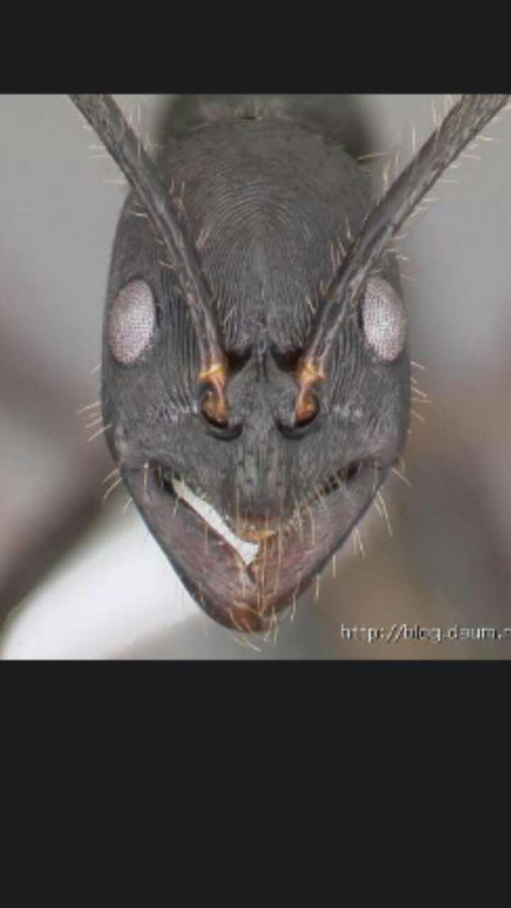 개미얼굴(혐오주의) | 인스티즈