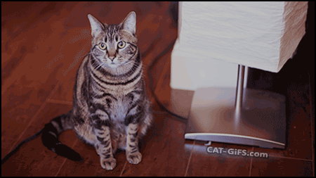 열일하는 고양이 안테나 | 인스티즈