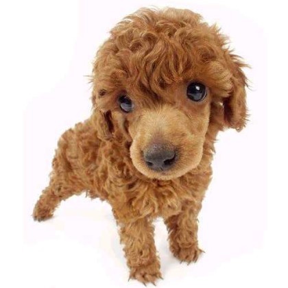 다른국가 견종인데 사실상 우리나라에서 제일 많이키우는 견종 TOP2 | 인스티즈