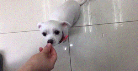 폭염 속 버려진 똘똘이가 모니로 개명한 사연 | 인스티즈