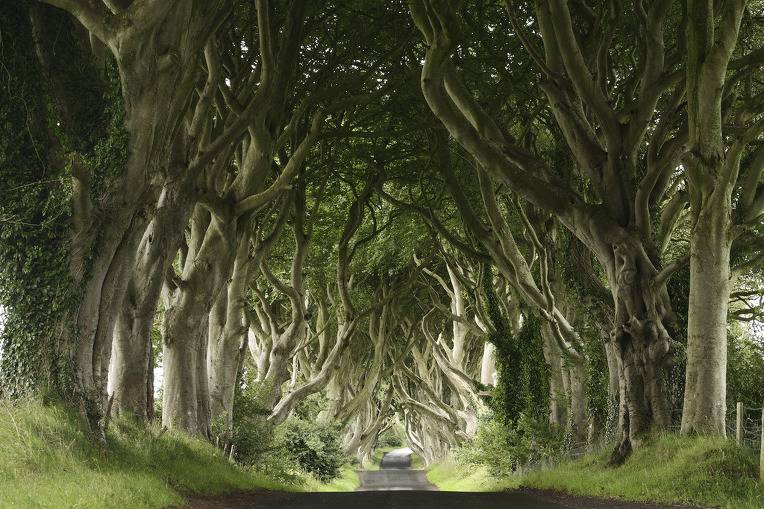 아름다운 나무 터널.jpg | 인스티즈