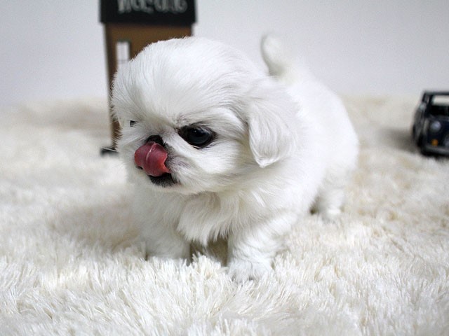 견종 이야기 - 페키니즈 | 인스티즈