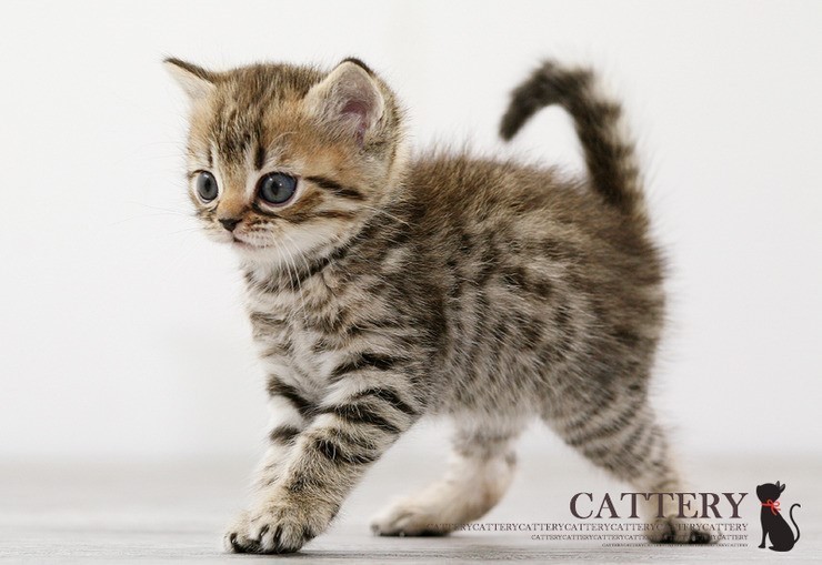 고냥이 10종 | 인스티즈