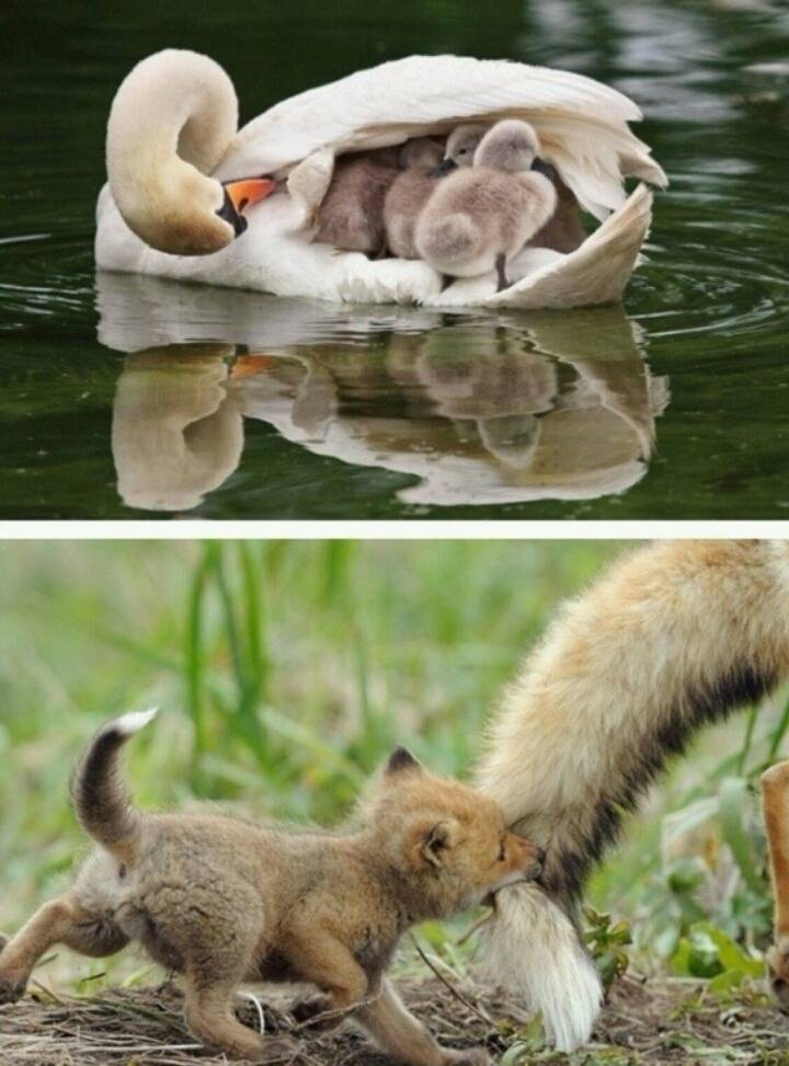 새끼를 안는 어미들의 표정 | 인스티즈