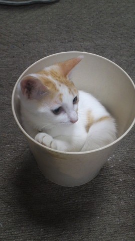 고양이 한잔 주세요~ | 인스티즈