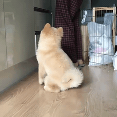 [대화가필요한개냥] 나인뮤지스 경리와 사랑스러운 반려견 시로.jpg | 인스티즈