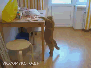 맛있는건 나눠먹는거라고 했다냥 | 인스티즈