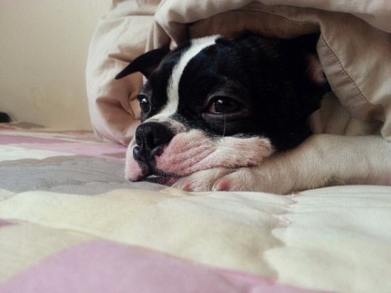 혼낼때 동물들 반응 | 인스티즈