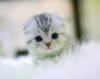 고냥이 10종 | 인스티즈