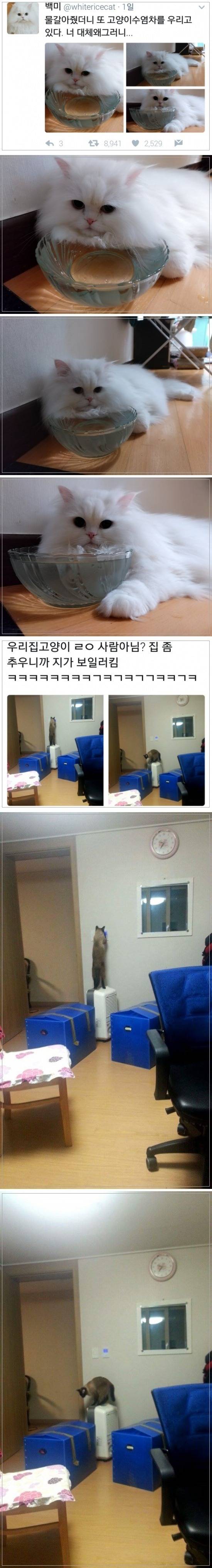 고양이들의 일상. JPG | 인스티즈