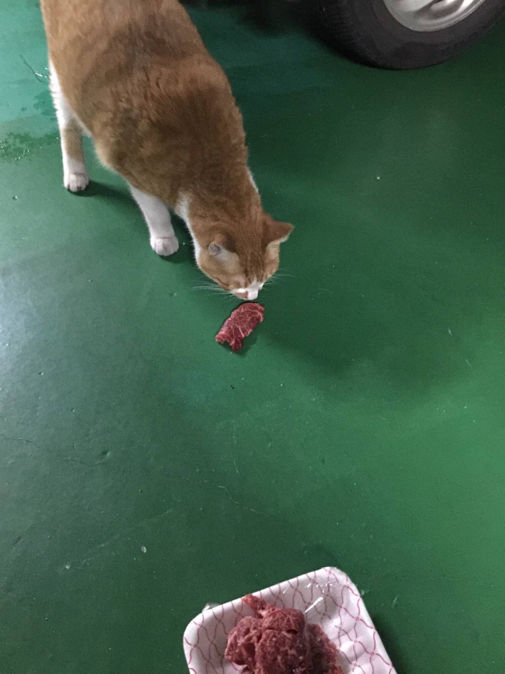 고양이한테 소고기 줘도 되나요??? | 인스티즈