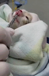 새끼 고양이 코에 날카로운 쇠집게를 가져다 대고.... | 인스티즈