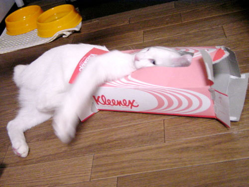 고양이들이 가지고 있는 상자 바이러스 | 인스티즈