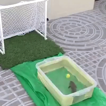 쌈바국 물고기.gif | 인스티즈