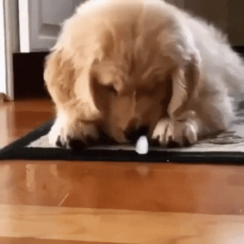 얼음 먹고싶은 멍몽이.gif | 인스티즈