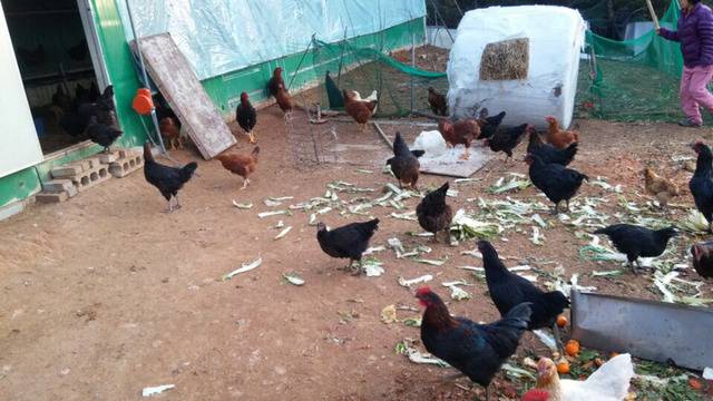 걍 병아리 사진 | 인스티즈