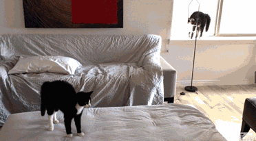 고양이의 놀라운 반사신경 | 인스티즈