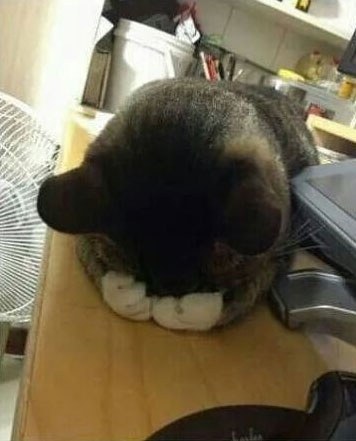 혼낼때 동물들 반응 | 인스티즈