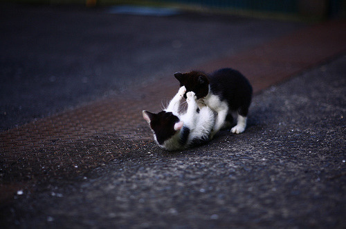 피의 사투를 벌이는 동물들.jpg | 인스티즈