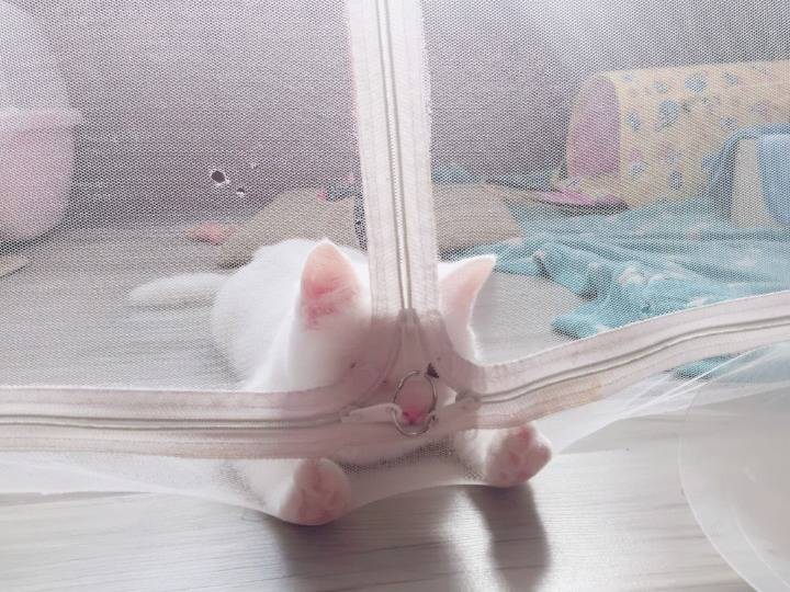 우리의 맴을 따스하게 데워줄 냥&댕모음 | 인스티즈