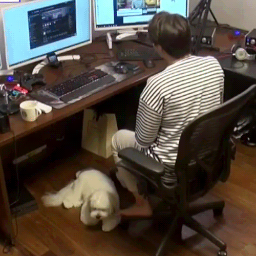 랜선라이프에 잠깐 나온 단추(댕댕이)가 너무 귀여워서 쪄보는 글 | 인스티즈