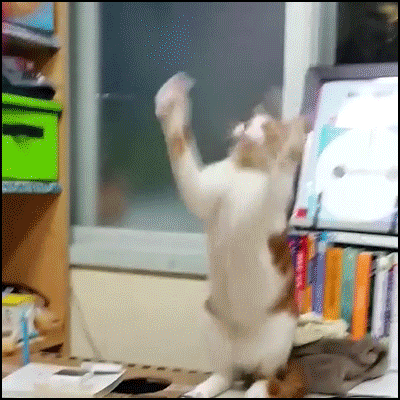 냥이의 순발력 | 인스티즈