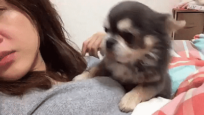 주인이 좋은 멍뭉이 | 인스티즈