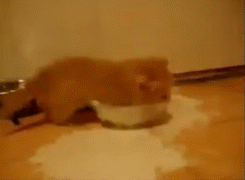 전투적으로 우유먹는건지 버리는건지 알수없는 아깽이 | 인스티즈