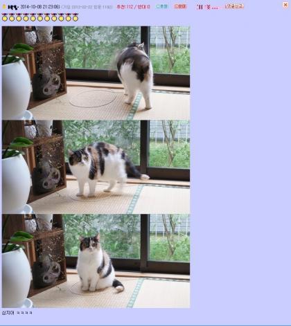 고양이들이 가지고 있는 상자 바이러스 | 인스티즈