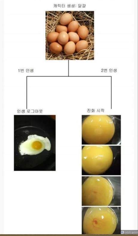 닭의 인생 | 인스티즈