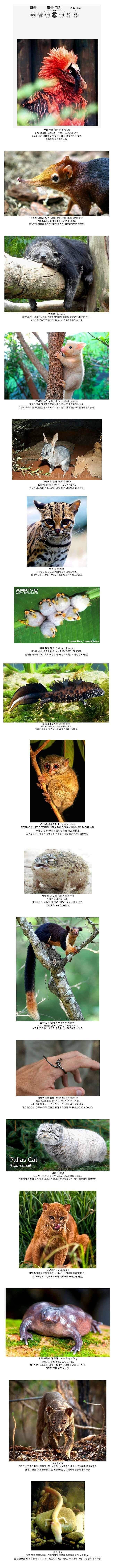 멸종 위기 동물들.jpg | 인스티즈