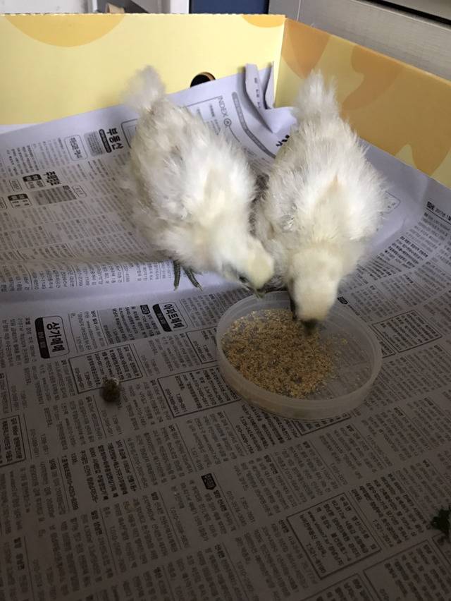 걍 병아리 사진 | 인스티즈