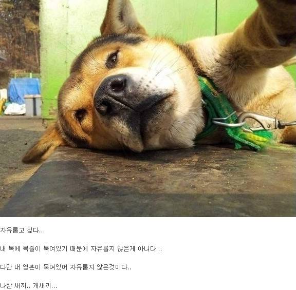 ??: 자유롭고 싶다 | 인스티즈