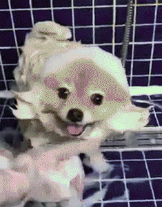 강아지 목욕 타임.gif | 인스티즈