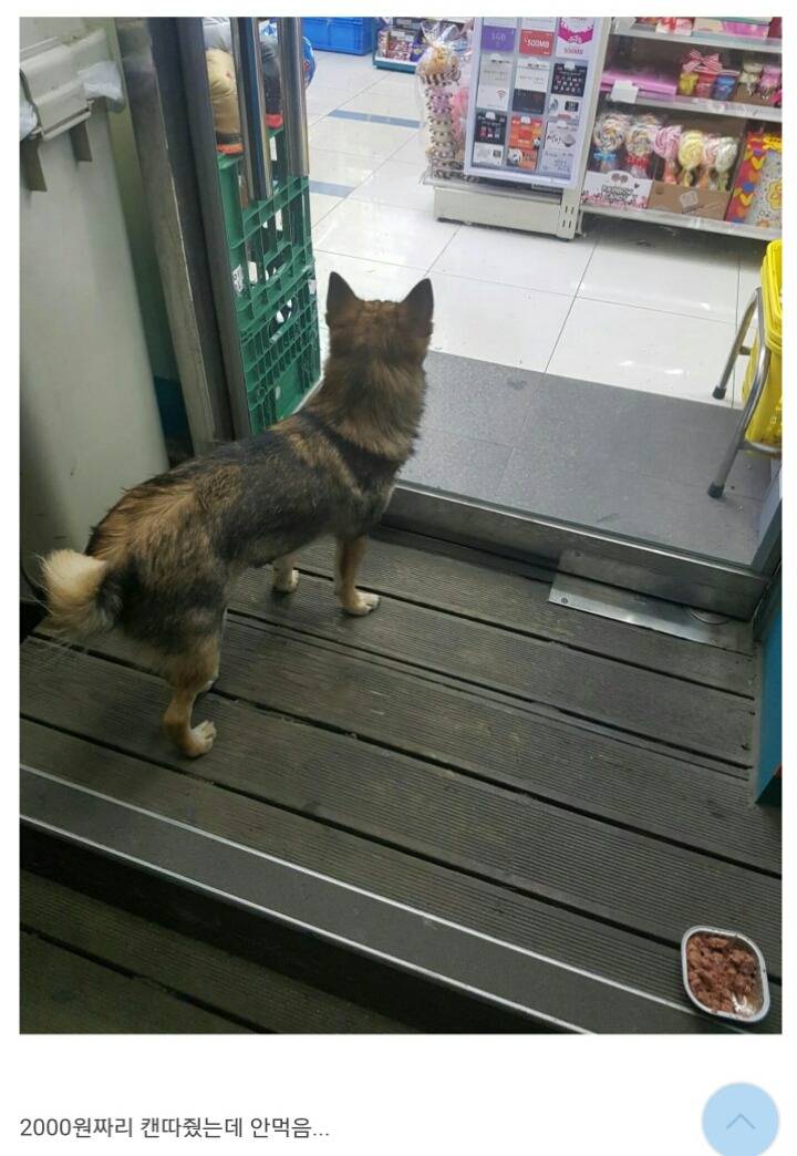 편의점에 찾아온 댕댕이 | 인스티즈