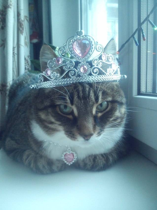 2016 뷰티캣 수상냥이들 | 인스티즈