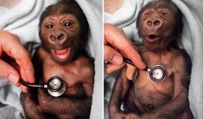 난생 처음 진찰 받는 아기 고릴라의 표정 | 인스티즈