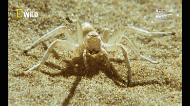 아무도 보지 못했던 신기한 거미의 생존법. gif | 인스티즈