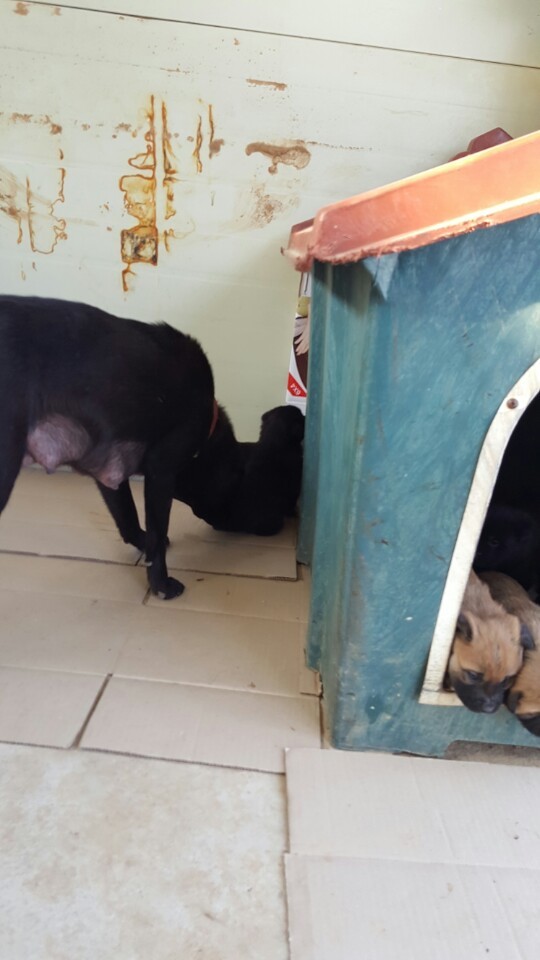 역씌 똥강아지다 | 인스티즈