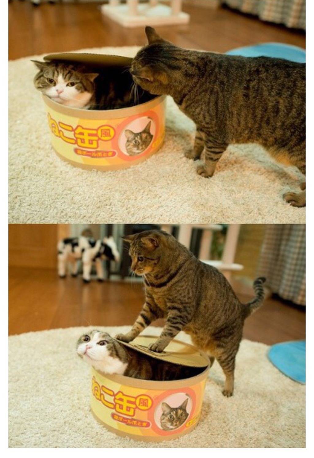 고양이 통조림 제조 과정 | 인스티즈