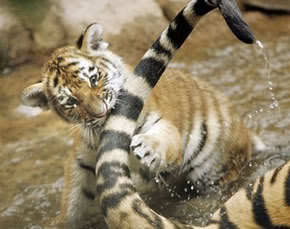 꿀 발라 놓은 꼬리 | 인스티즈