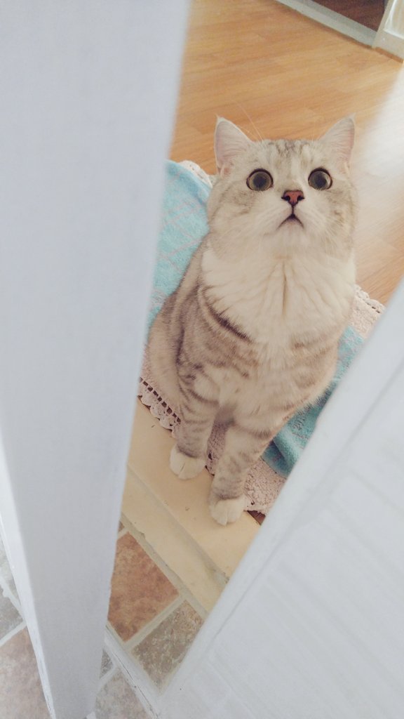 [데이터주의] 냐옹이 모음 | 인스티즈