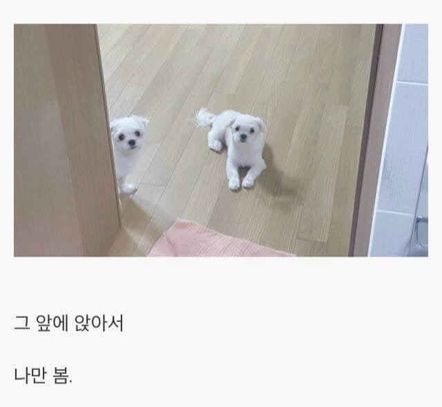강아지를 키우면 생기는 일.jpg | 인스티즈
