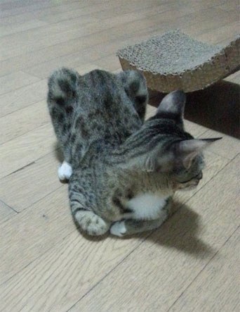 혼낼때 동물들 반응 | 인스티즈