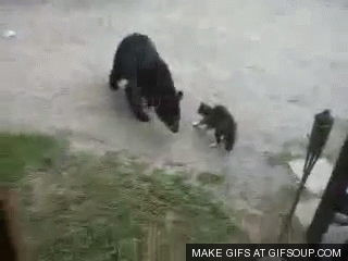 곰이 무서워 하는 것 | 인스티즈