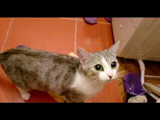 집사아아!! 죽으면 안된다!!! | 인스티즈