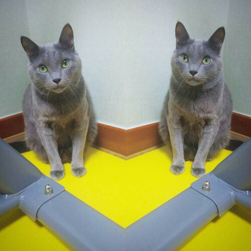 순딩이가 많고 러블리하게 생긴 고양이 러시안 블루.jpgif (줄여서도 러블인것) | 인스티즈